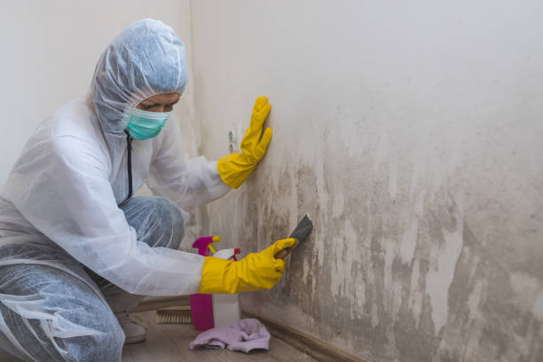 Best DIY Mold Remediation Support Services in Cowan, TN